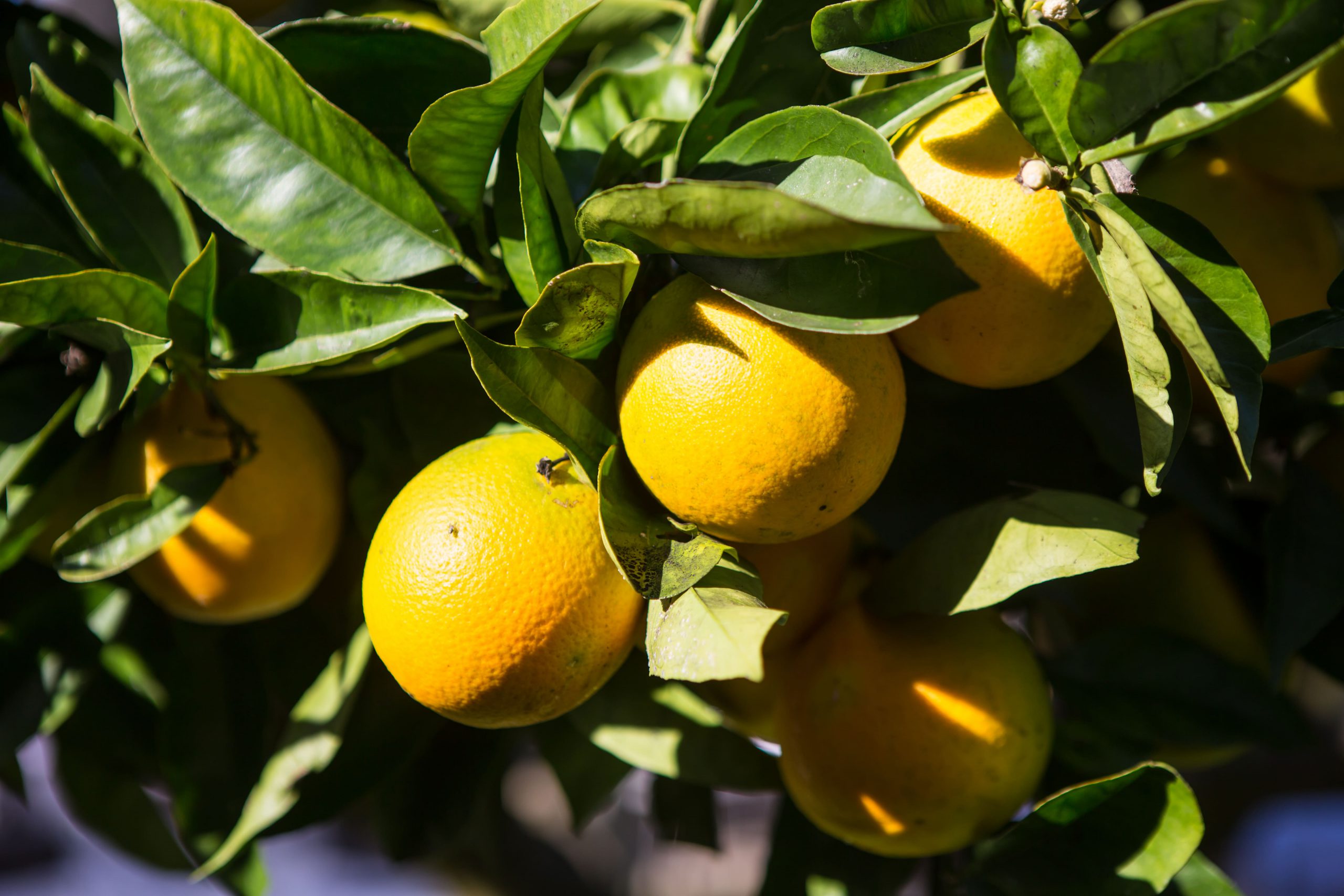 Los agricultores granadinos denuncian precios ruinosos e injustificados para los cítricos