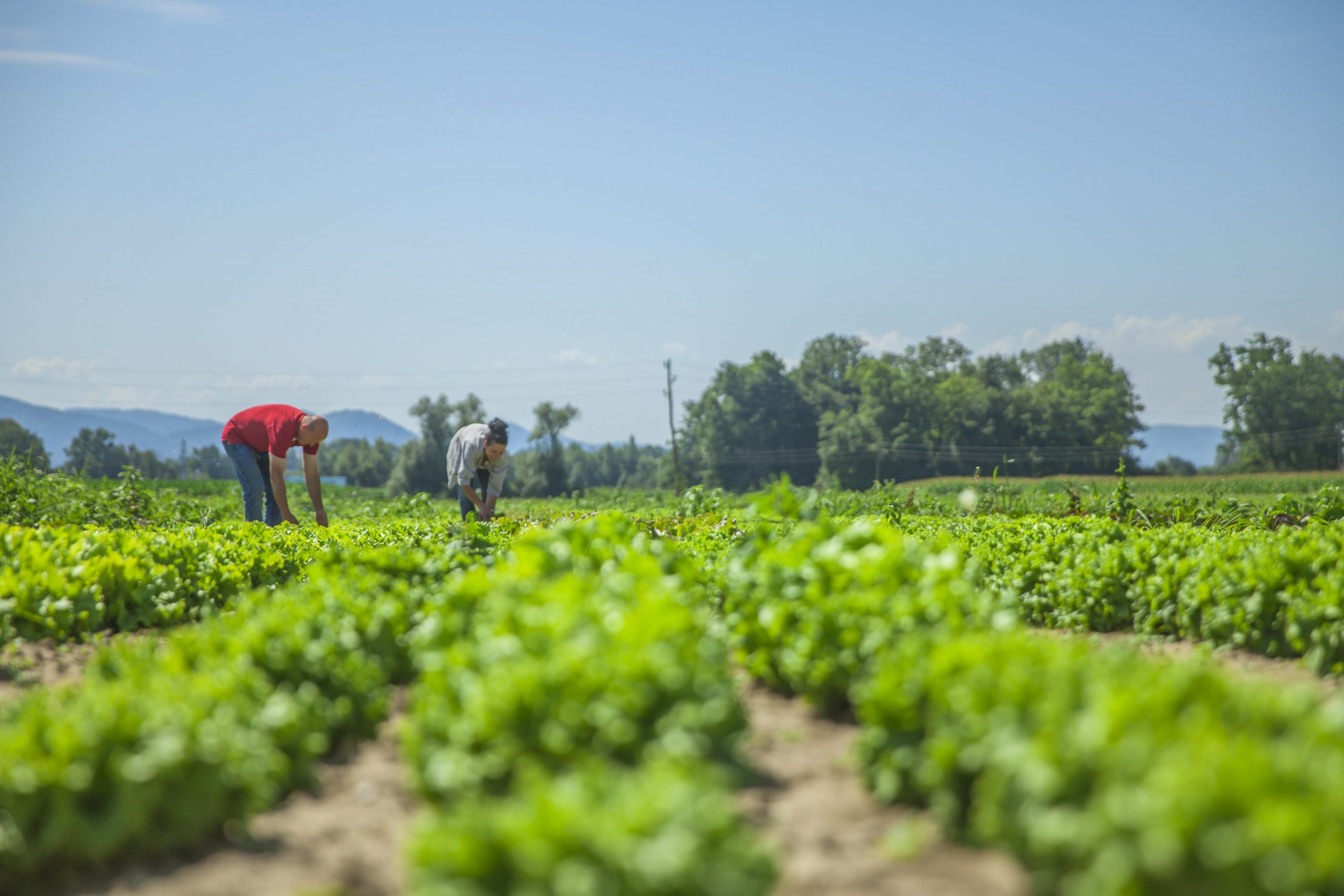 UPA Granada critica que el registro salarial por sexos sea válido para el sector agrario, donde los salarios van en función de la categoría profesional, no del género