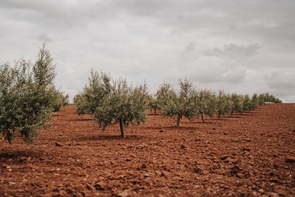 Disminución de la producción de aceite de oliva. Campo con olivos