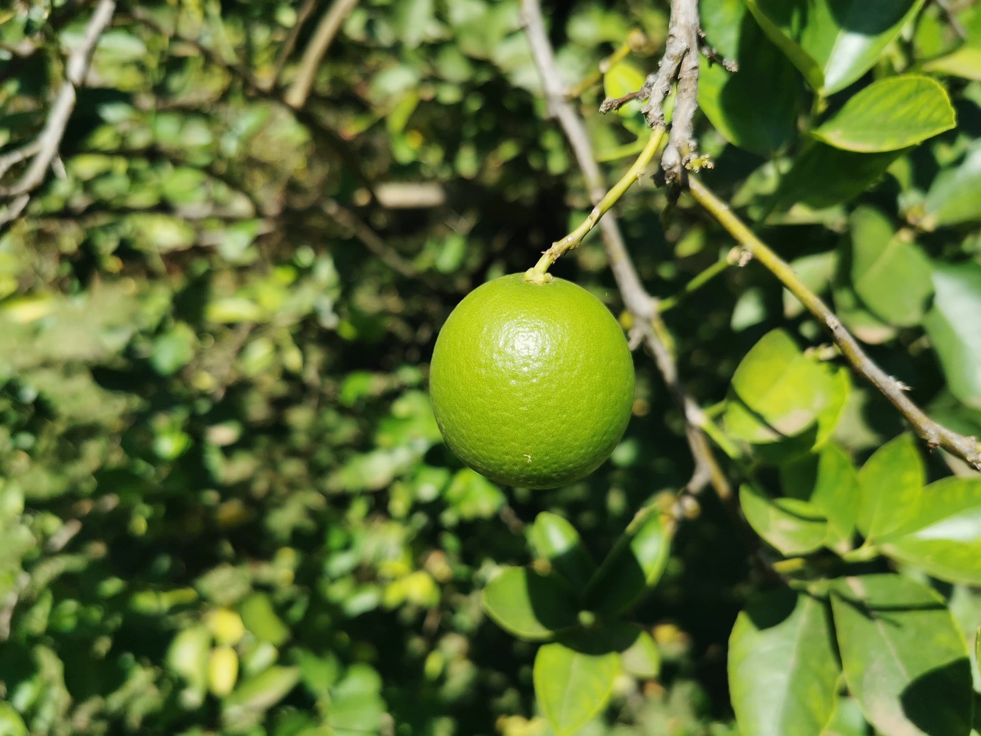 Los limones se quedan este año en los árboles