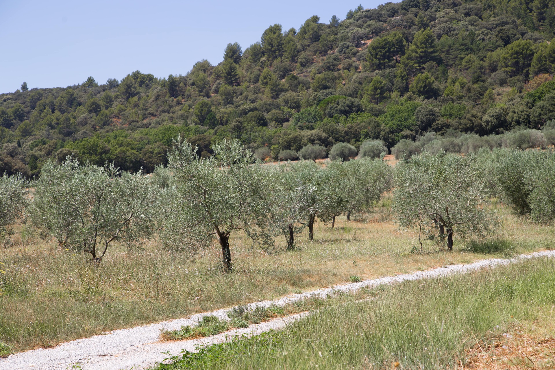 Ampliado hasta el 10 de diciembre el plazo para contratar el seguro de olivar