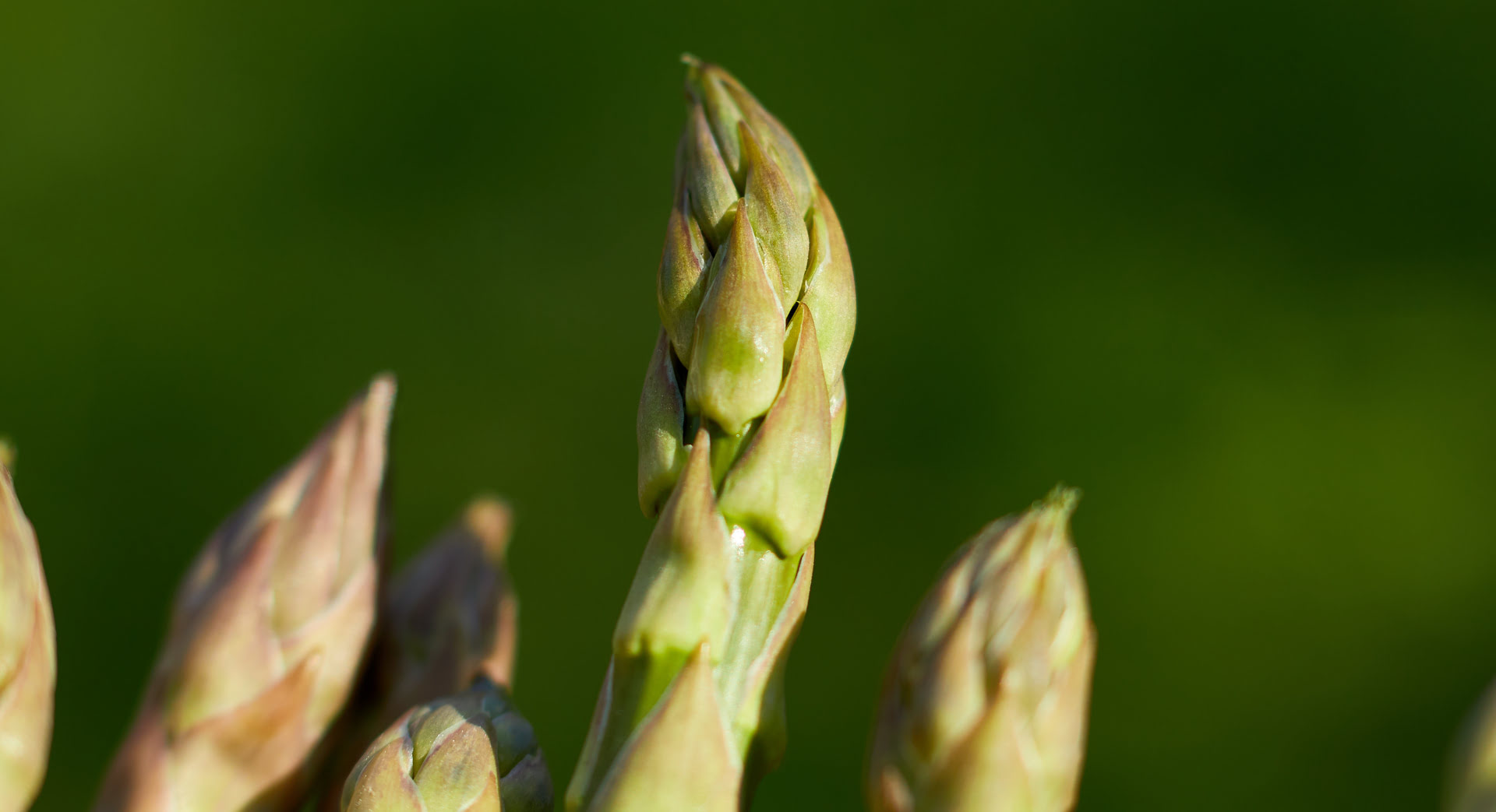 UPA Granada estima pérdidas de hasta un 30% en la producción de espárragos por la climatología