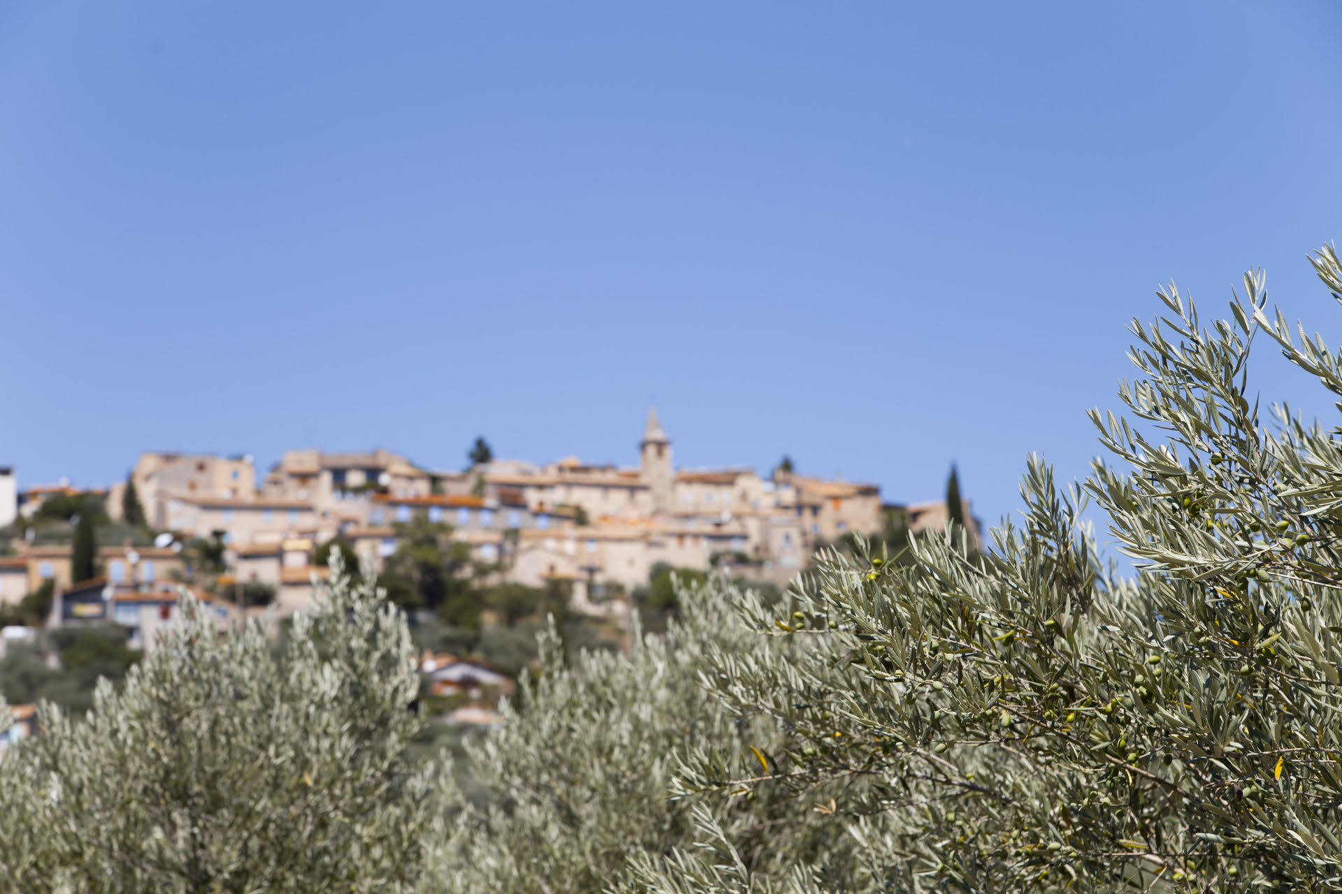 Granada producirá un 41% menos de aceite en una campaña ruinosa