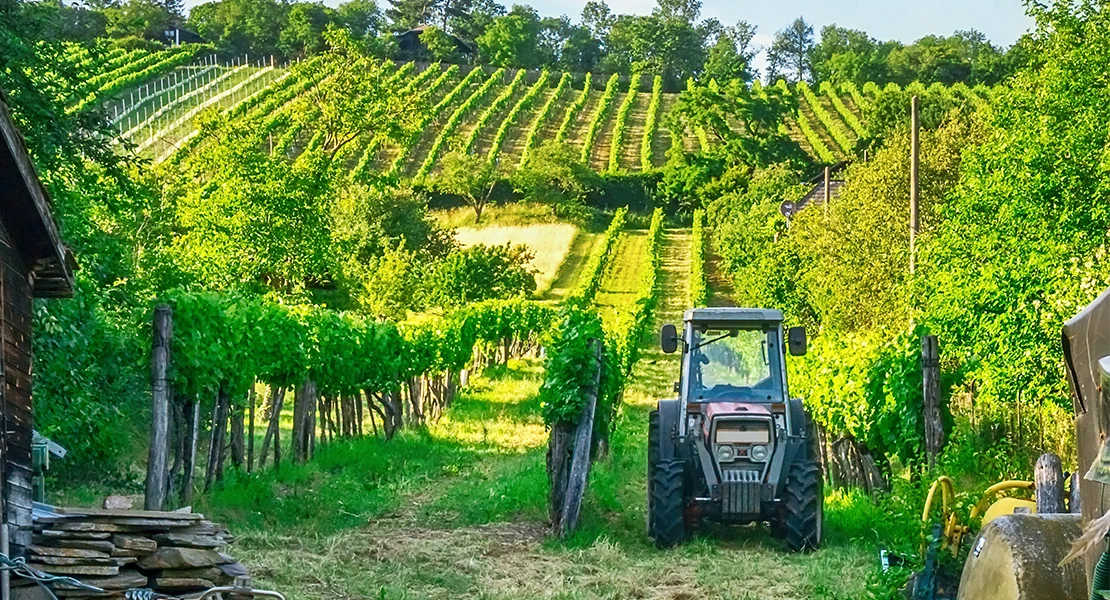 Los viticultores reclaman ayudas para garantizar su futuro