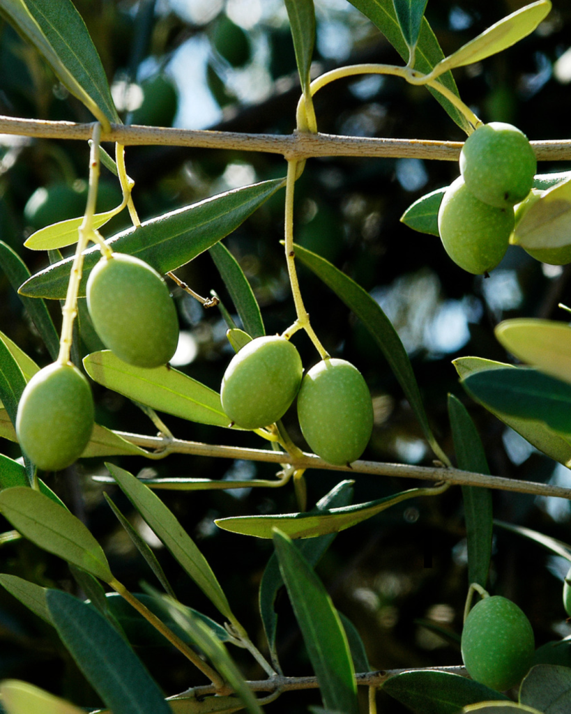 UPA Granada alerta del bajo precio de la aceituna hojiblanca y de los costes de producción del olivar